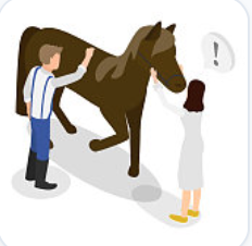 Rehabilitación equina