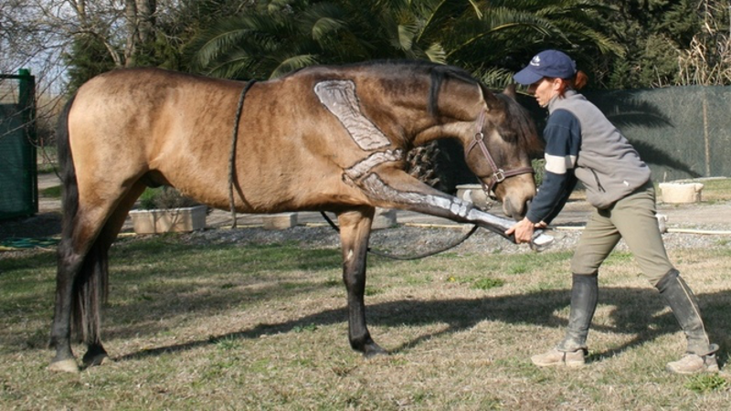 Fisioterapia del caballo