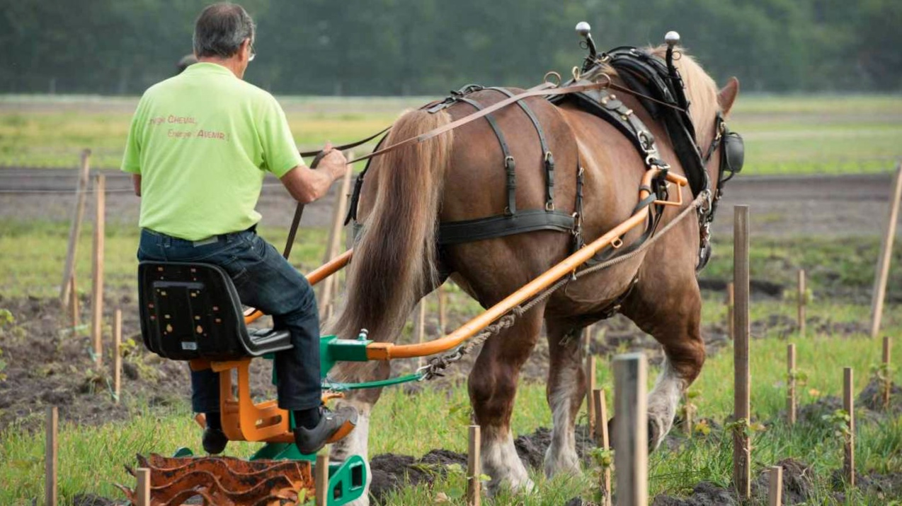 Tracci&oacute;n animal