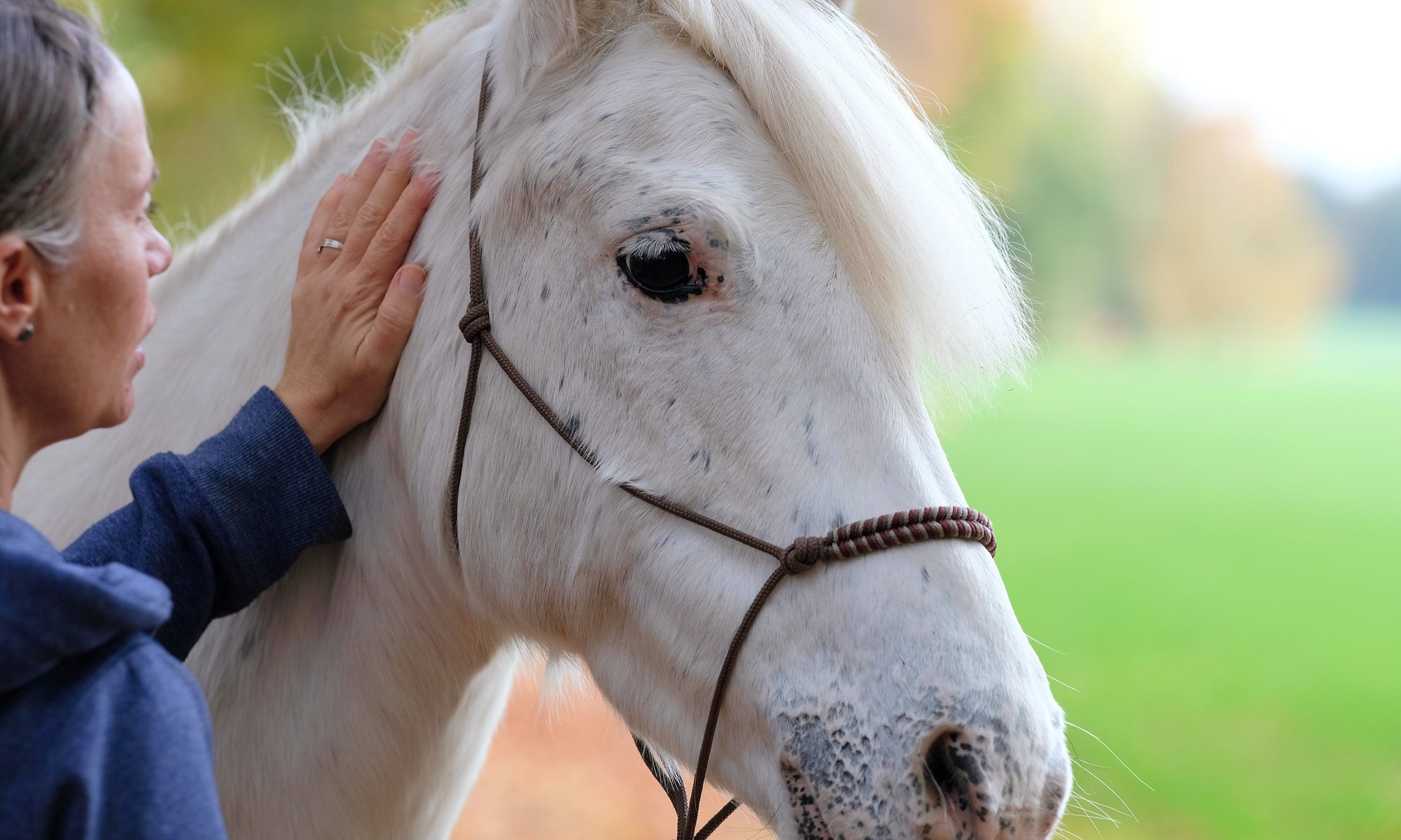 Una nueva relaci&oacute;n con los caballos
