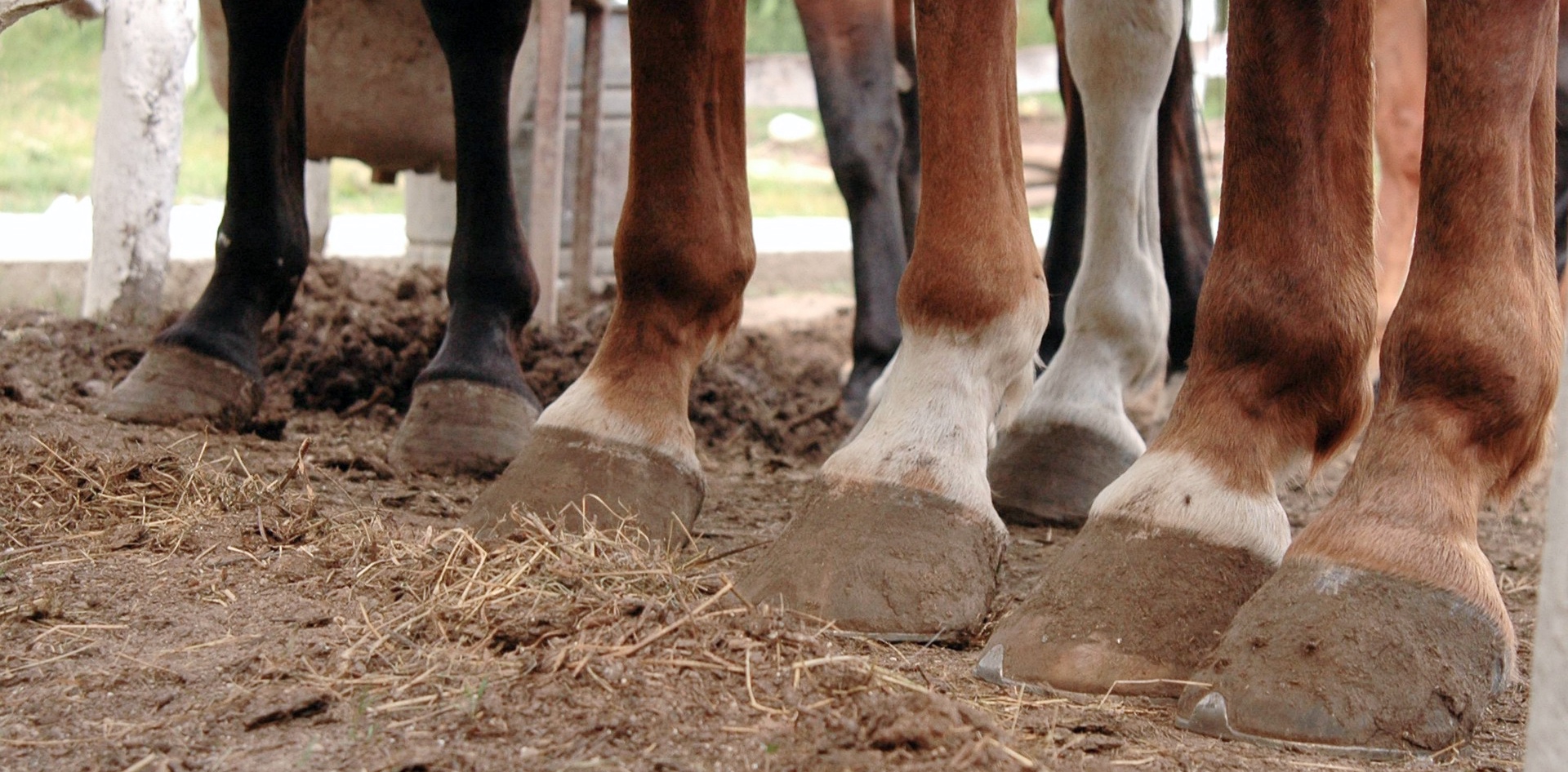 Podolog&iacute;a equina