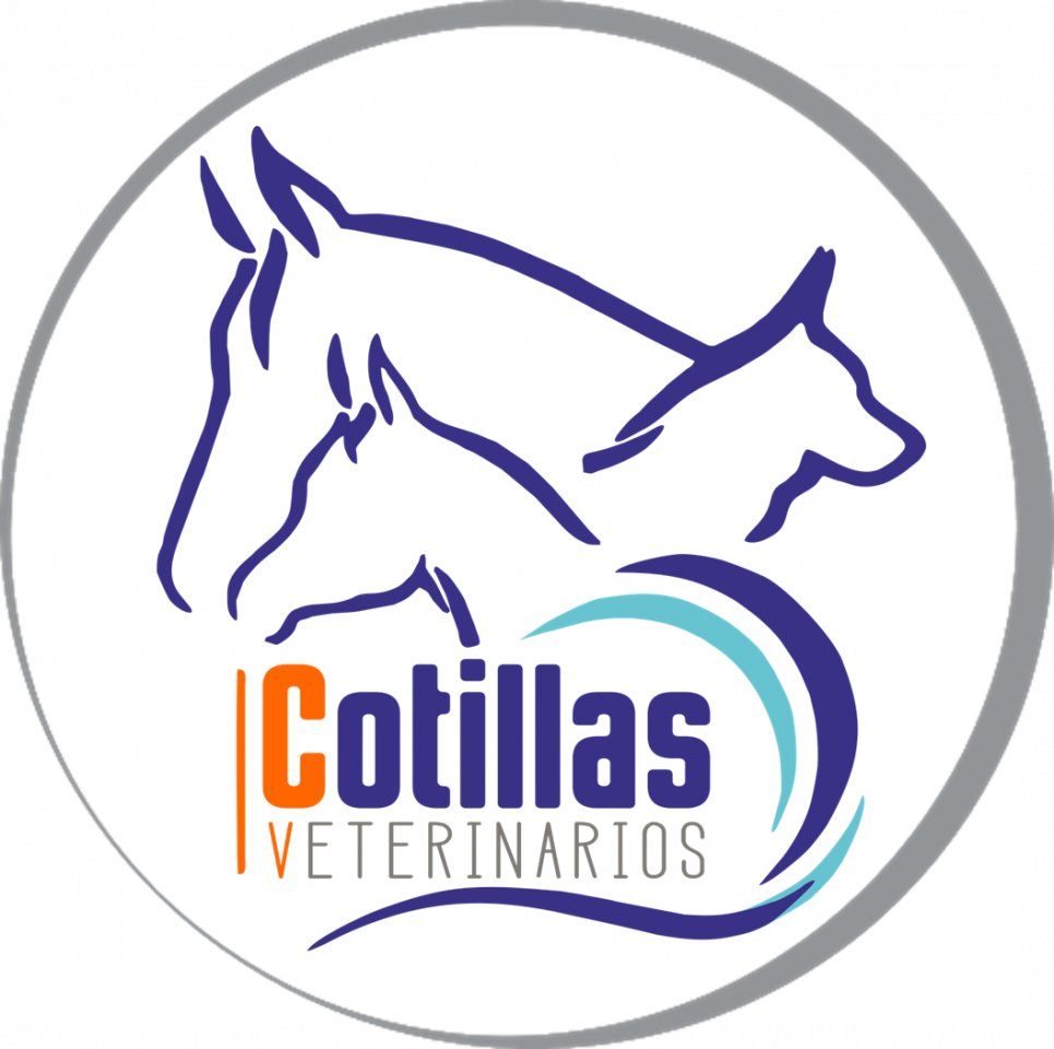 Ángel Cotillas García – Cotillas Veterinarios