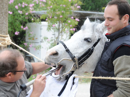 Clínica Equina Mallorca