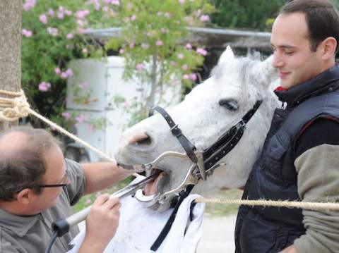 Clínica Equina Mallorca