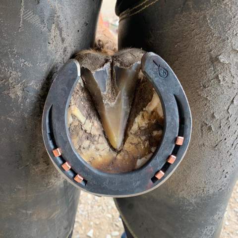 Herraje de caballos Nil Juarez