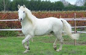 Caballo blanco Trekking