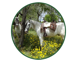 Finca la Suerte - Rutas a Caballo