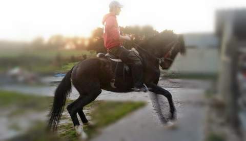 La Lloraza Centro Ecuestre
