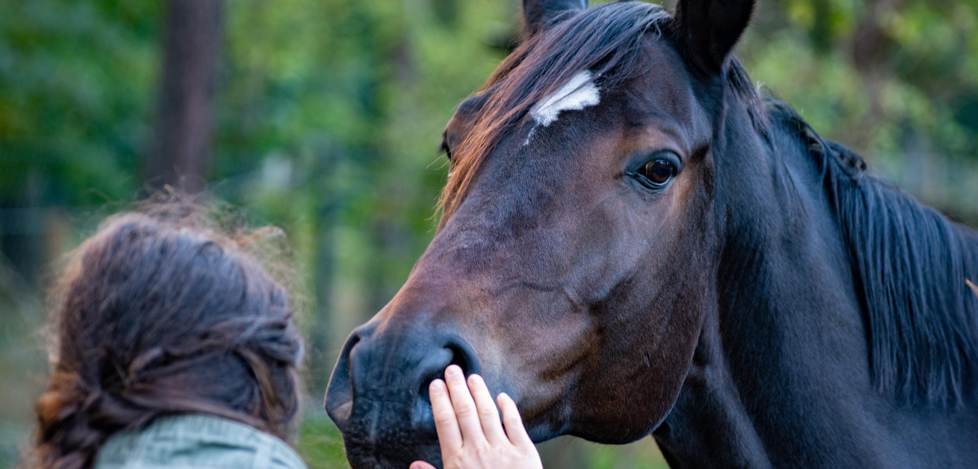 Socios Profesionales y comerciales