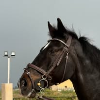 Hipica Caballos Navarro