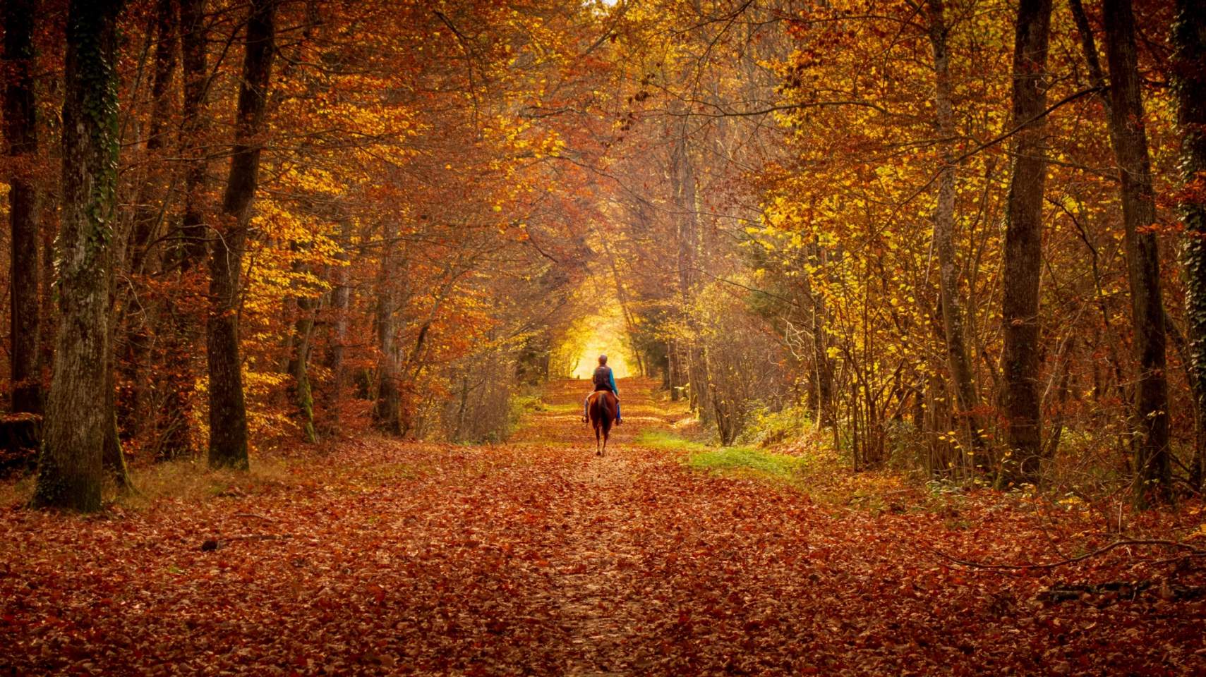 C&oacute;mo cuidar tu caballo en oto&ntilde;o