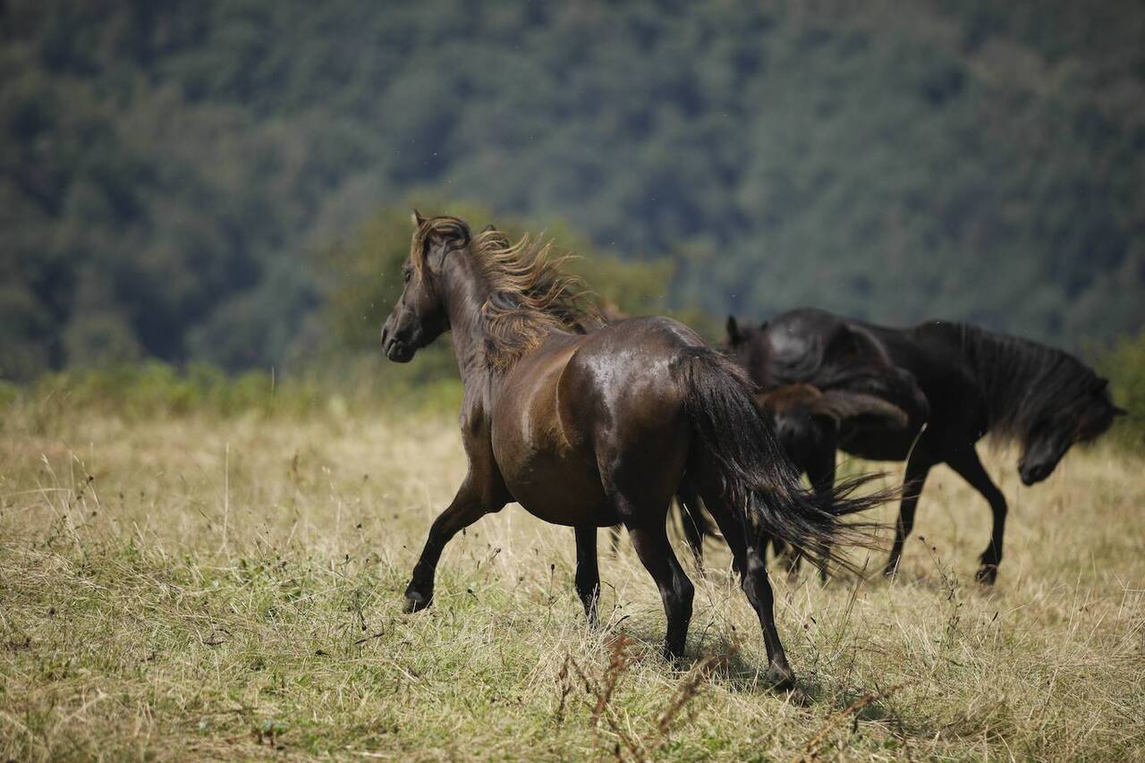 Foto Pilo&ntilde;a